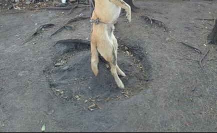 Procuraduría capitalina investiga tortura de perro en Churubusco