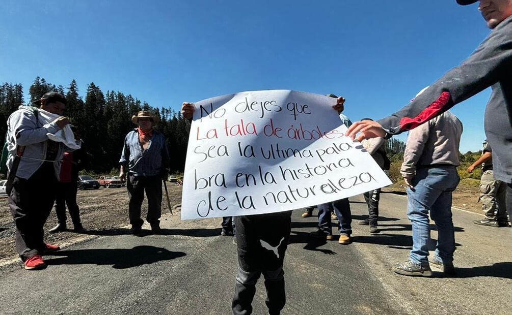Aseguran que la tala clandestina ha devastado más del 60% de los bosques. Foto: Especial
