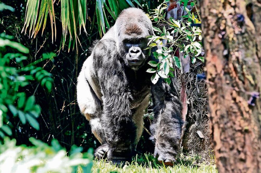 Mediante el análisis de las muestras de órganos de Bantú, laboratorios también emitieron su versión del diagnóstico, asegura Sedema (ARCHIVO EL UNIVERSAL)