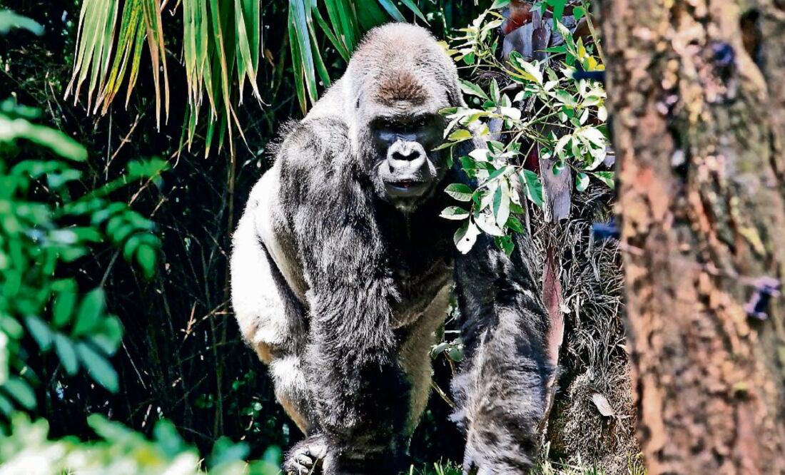 Mediante el análisis de las muestras de órganos de Bantú, laboratorios también emitieron su versión del diagnóstico, asegura Sedema (ARCHIVO EL UNIVERSAL)