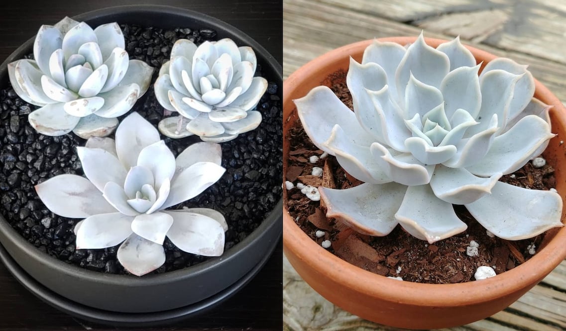 Estas suculentas color blanco son el regalo perfecto para las personas que aman las plantas y suelen ser muy despistadas para cuidarlas / Foto: Instagram @slighty_plant_obsessed, @sheena_lafaye_ 