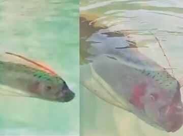 Pez remo sorprende en playas de Baja California y se viraliza; ¿por qué lo asocian con el fin del mundo?