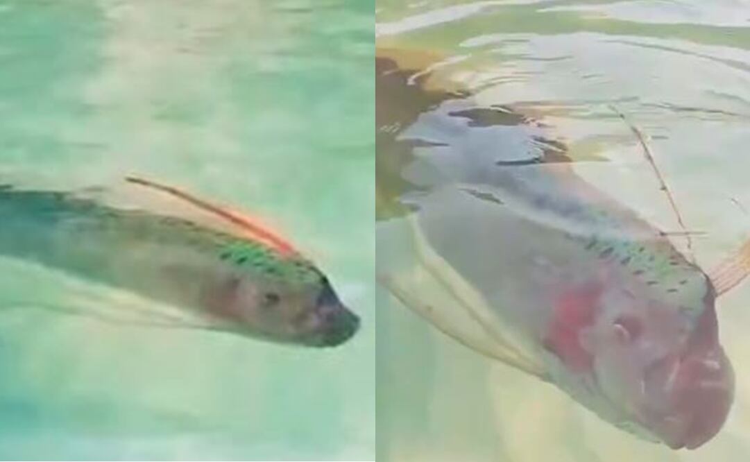 Pez remo sorprende en playas de Baja California y se viraliza. Foto: Captura de video