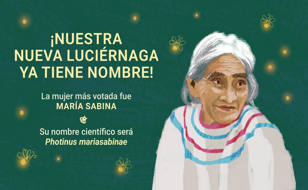 Descubren nueva especie de luciérnaga en Chapultepec y la nombran María Sabina. Foto: Especial