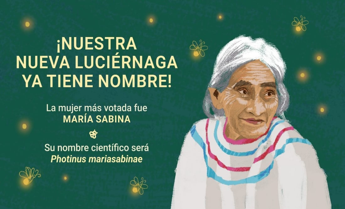 Descubren nueva especie de luciérnaga en Chapultepec y la nombran María Sabina. Foto: Especial