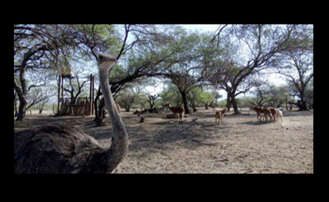 Entre los ejemplares asegurados se encuentran: 4 ejemplares de Bisonte Americano, 2 cebras, 6 ciervos rojos, 1 Llama, 1 Gamo europeo, 1 Ciervo wapití, 4 Avestruz, 1 hipopotamo, 1 Emú, 2 Dromedarios, 06 Borregos damara y 5 Pavorreales. Foto: @PROFEPA_Mx