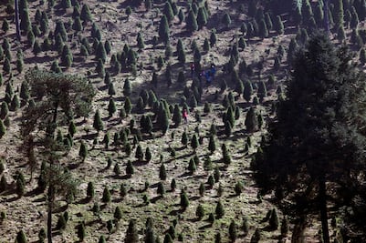 Listos para vender, 8 mil pinos navideños en el Ajusco