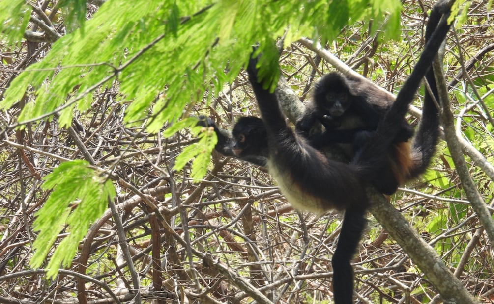 El mono araña se caracteriza por su cola prensil con funciones táctiles. | Foto: Especial.