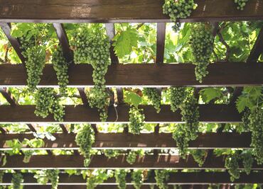 El panorama vinícola de Chihuahua