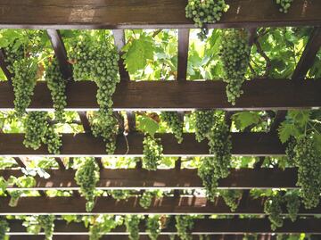 El panorama vinícola de Chihuahua