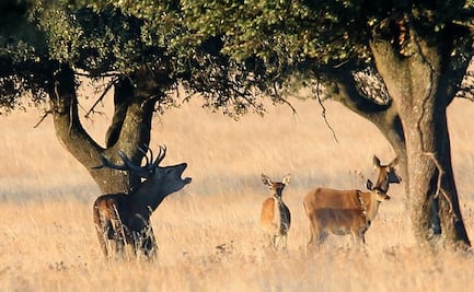 Buscan en República Checa a ciervo que “robó” fusil a cazador 