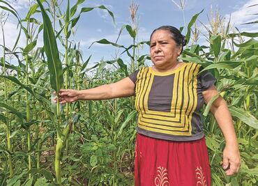 Cultivo de maíz nativo podría poner fin al déficit