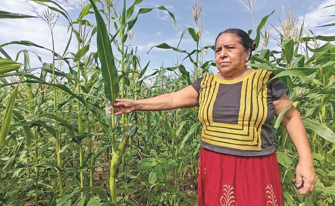 El maíz zapalote chico mejorado tie-ne éxito en toda la plani-cie costera, bajo condicio-nes de riego y de temporal, pues resiste a los fuertes vientos, las altas temperaturas y plagas, explicaron productores.