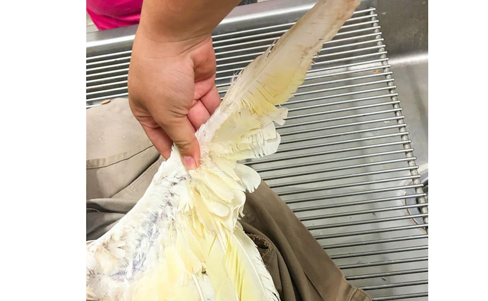 Aseguran cacatúa que iba a ser traficada en aeropuerto de Mérida, Yucatán (25/12/2025). Foto: Especial
