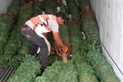 Detectan plaga forestal en 631 pinos de Navidad procedentes de Oregón