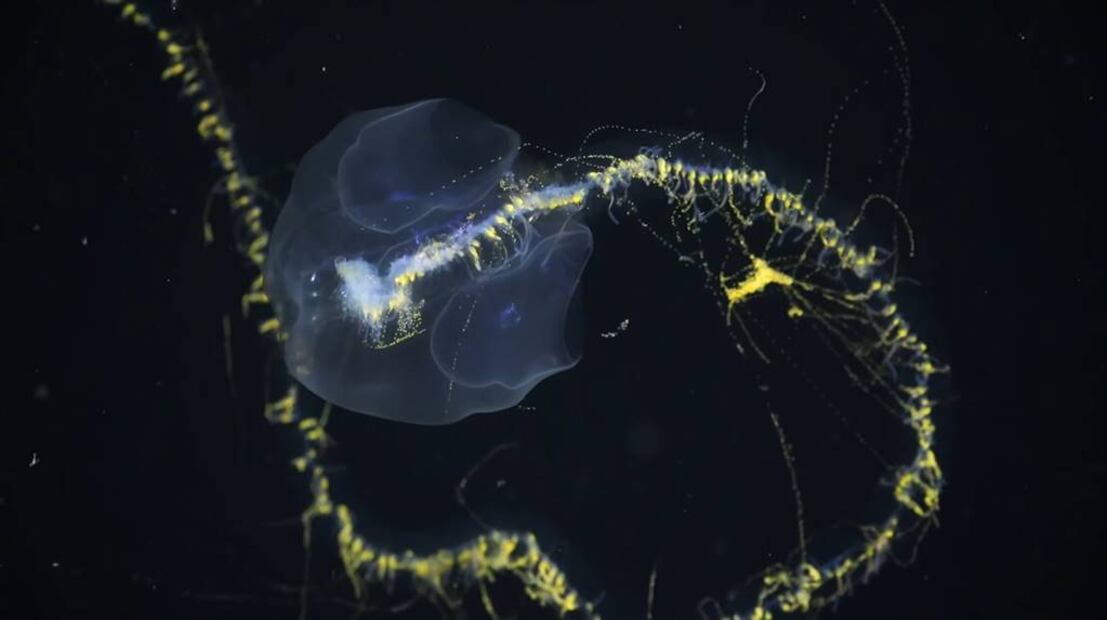 Foto: Captura de pantalla Youtube 'Nautral World Facts'