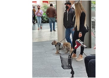 Profepa sigue el rastro del tigre de Polanco; inspeccionan domicilio