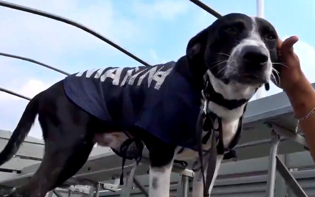 Foto: tomada de video