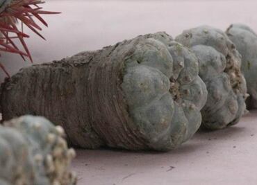 Five men arrested with 48 kilos of peyote