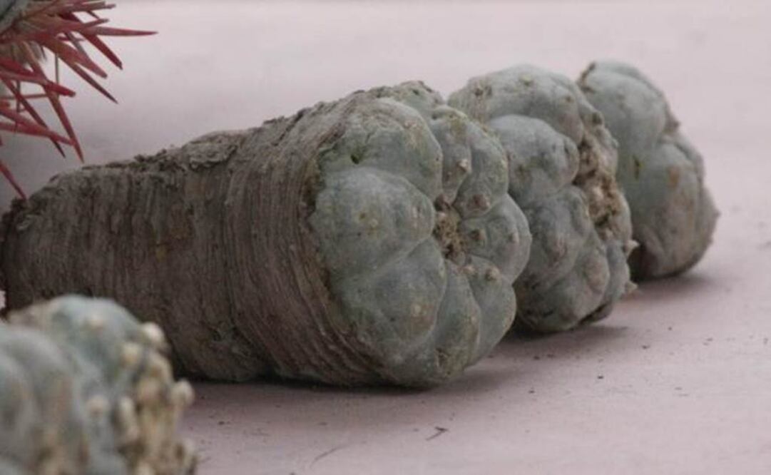 (Photo: Archive/EL UNIVERSAL)   