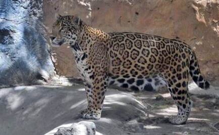 Decomisan 377 ejemplares en zoológicos de Aguascalientes y Guerrero