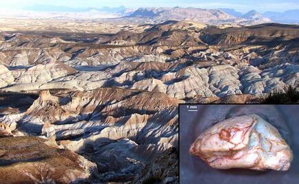 Descubren nueva especie extinta de lagartija en Texas
