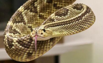 México revoluciona el estudio de venenos; nuevos antivenenos mejoran tratamiento de mordeduras y picaduras