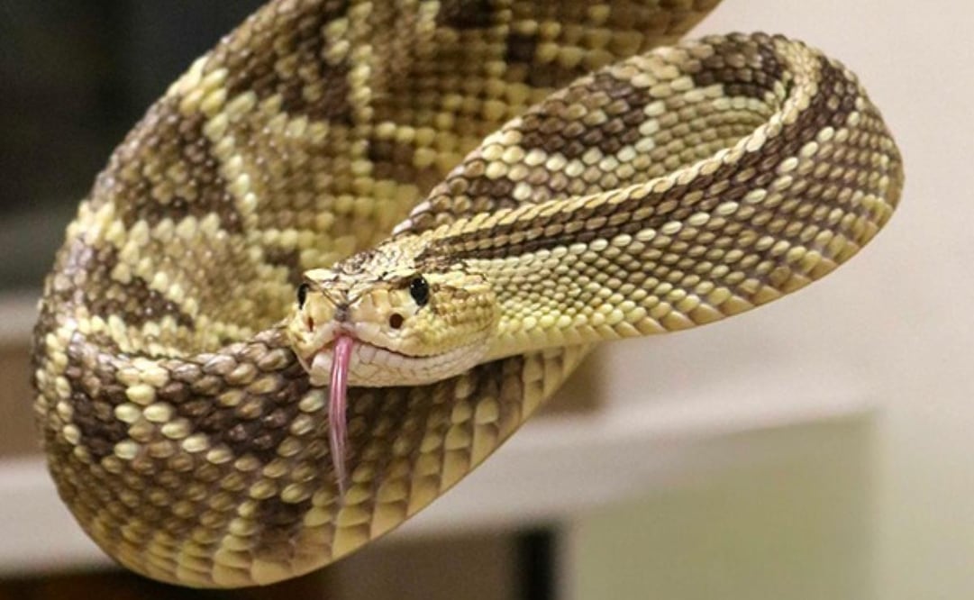 México avanza en antivenenos (23/03/2026). Foto: Especial