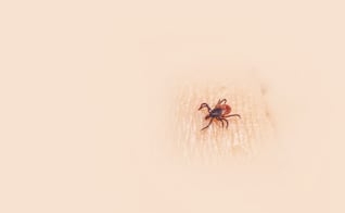 Garrapatas propagan enfermedades infecciosas