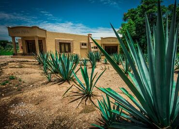 Escasez, robos y nuevas empresas amenazan boom de tequileras