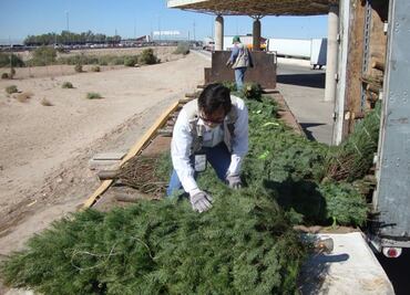 Inicia verificación e inspección de árboles de navidad