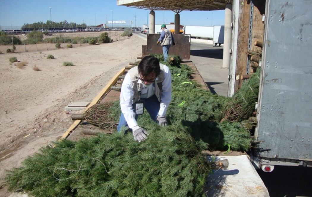 Las inspecciones se harán en 10 cruces fronterizos en 6 entidades del norte de la república (Foto: tomada de @PROFEPA_Mx)