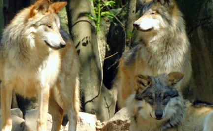 Mueren dos lobos mexicanos en Chapultepec