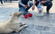 Operativo "Perrito Peregrino" inicia en CDMX; buscan apoyo ciudadano para resguardar a mascotas durante las peregrinaciones