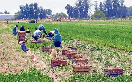 Hijos de familias jornaleras, sin atención educativa