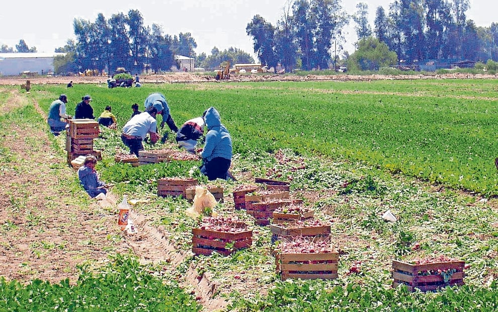 Familias jornaleras agrícolas migrantes. Foto: Archivo / EL UNIVERSAL