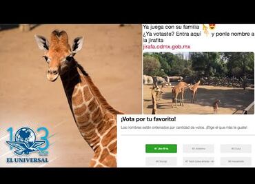Lanzan convocatoria para nombrar a jirafa que nació en Zoológico de Chapultepec