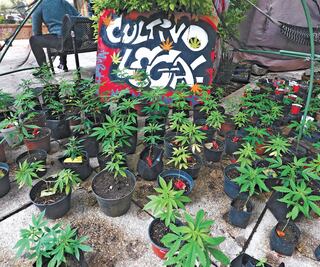 Modificarán diputados minuta sobre marihuana