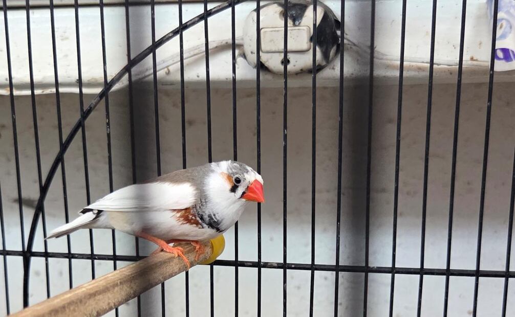 Animal resguardados por la Procuraduría Federal de Protección al Ambiente. Foto: Profepa