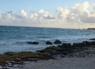 Frentes fríos generan arribazón de sargazo en costa norte de Yucatán