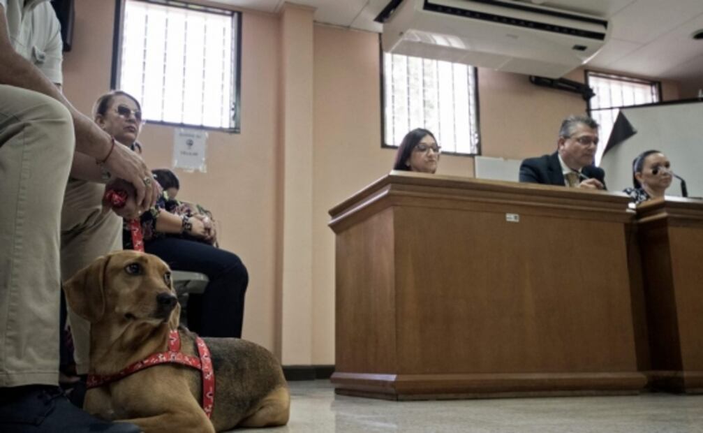 “Campeón”, el perro que busca justicia en Costa Rica tras sufrir maltrato