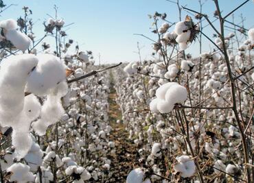 México y EU darán 61 mdp para campos de algodón