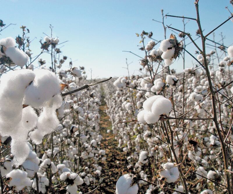 Libres de plagas. El Programa Binacional para la Erradicación del Picudo del Algodonero ha protegido a 85% de los campos del país. Foto/ARCHIVO EL UNIVERSAL