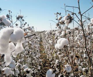México y EU darán 61 mdp para campos de algodón