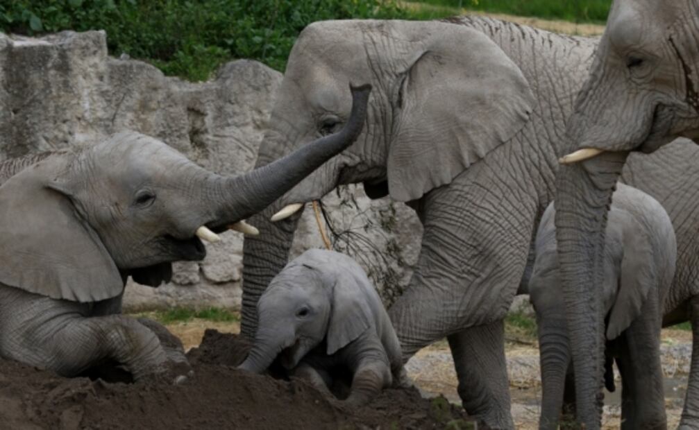 A Africam Safari la pandemia "casi lo caza", pero sale adelante y llegan elefantes