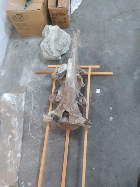 Buscan rescatar y acondicionar espacio para restos de mamuts y lobos en Puebla