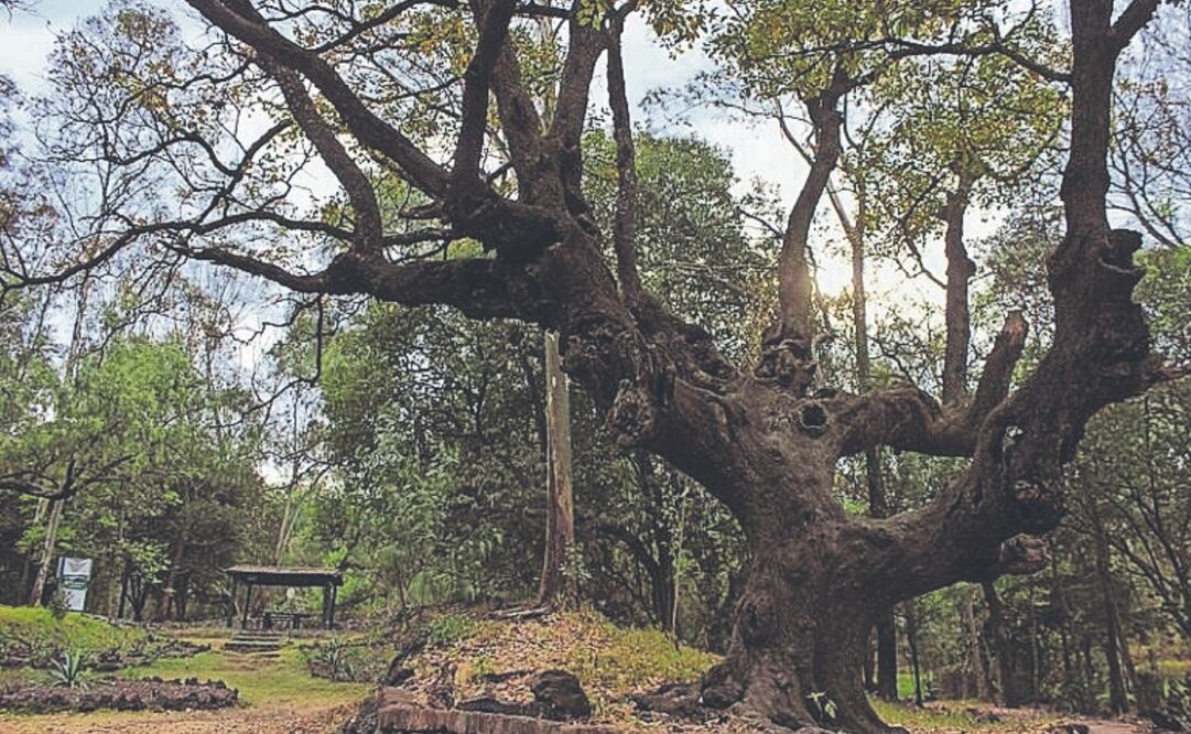 Se realizará la recuperación del del Bosque de Tlalpan. Foto Especial