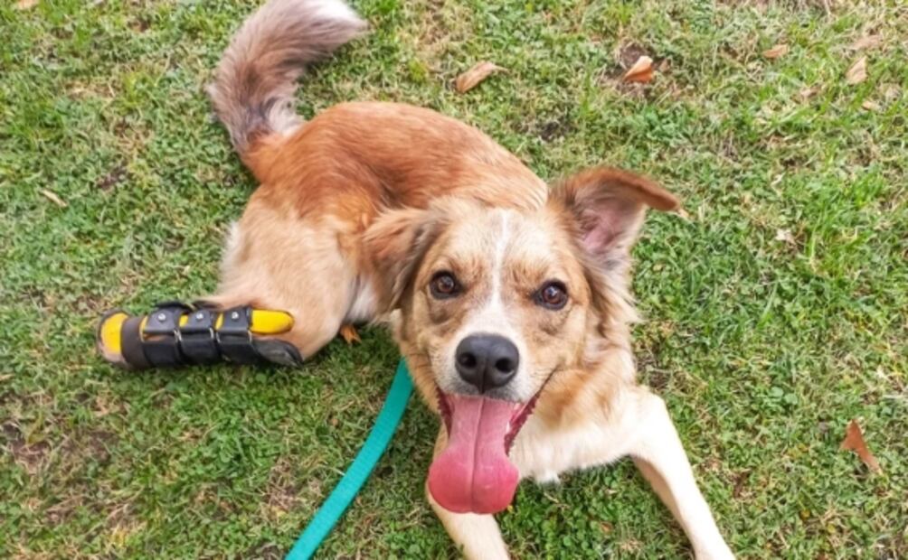 Nemo argentino: La historia del perrito discapacitado que ha conmocionado en redes