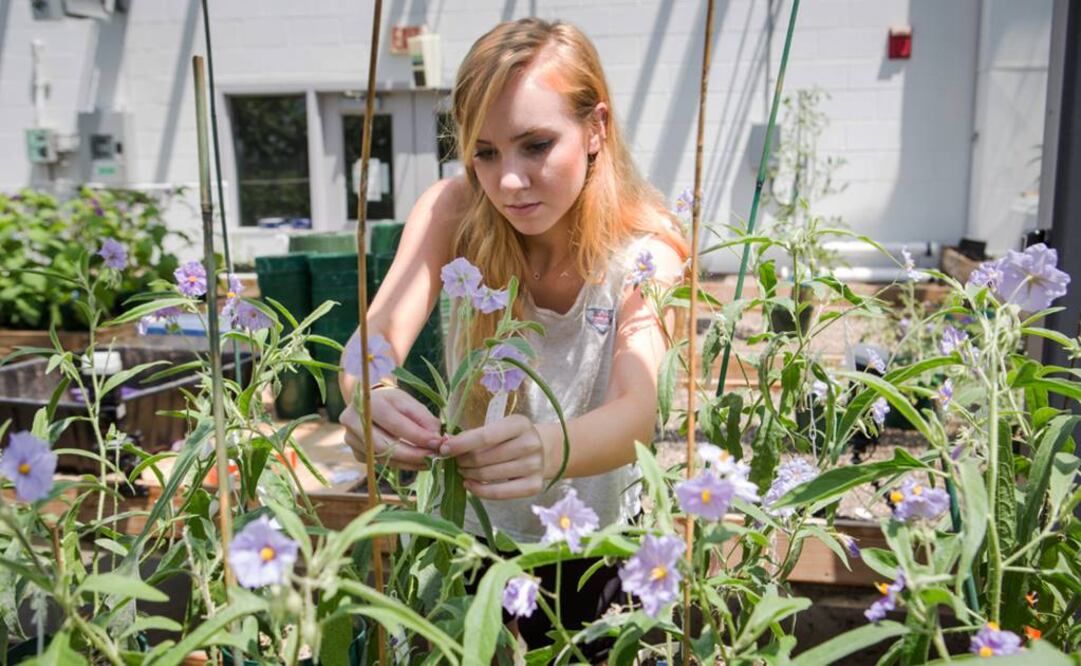 Chris Martine con plantas solanum watneyi en el Invernadero del Rooke Sience Center en Lewisburg, Pennsylvania. Foto: AP