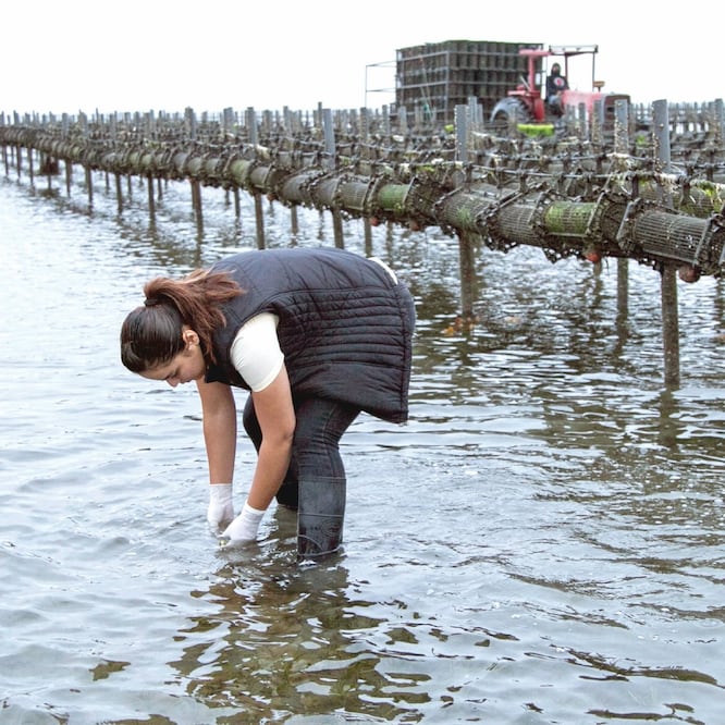 Una trabajadora toma muestras de agua para la supervisión de su calidad en una granja de ostras y otros productos acuícolas en Guerrero Negro, Baja California Sur. MARÍA ECLÉCTICA. EL UNIVERSAL